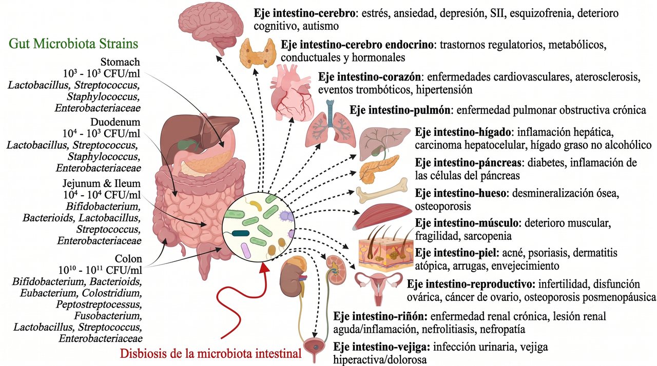 Esquema: la microbiota intestinal y su asociación con enfermedades de distintos órganos